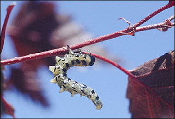 Link to Caterpillars in Your Yard and Garden