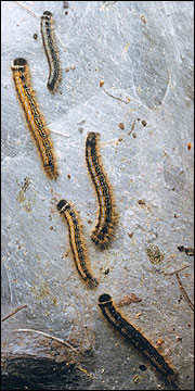 Link to Caterpillars in Your Yard and Garden