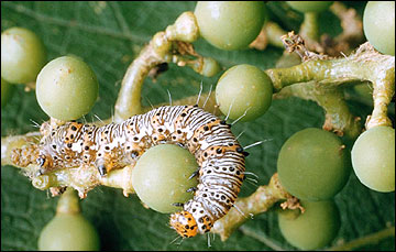 Link to Caterpillars in Your Yard and Garden