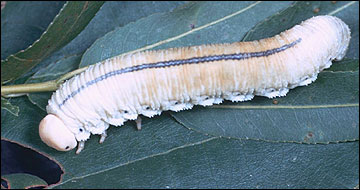 Link to Caterpillars in Your Yard and Garden