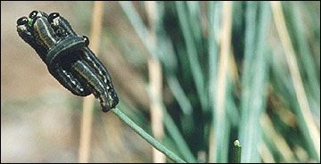 Link to Caterpillars in Your Yard and Garden