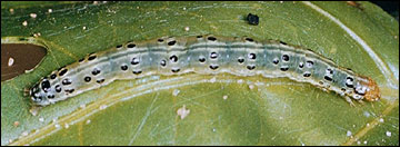 Link to Caterpillars in Your Yard and Garden