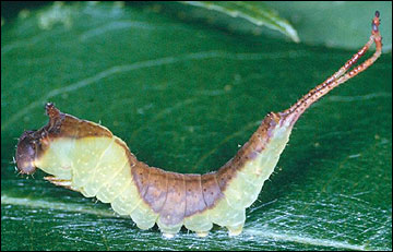 Link to Caterpillars in Your Yard and Garden