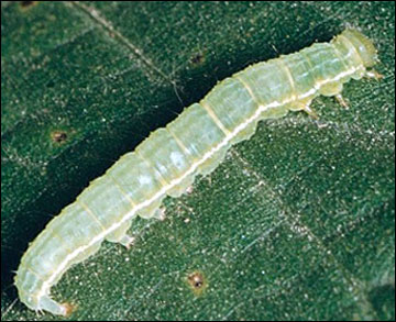 Link to Caterpillars in Your Yard and Garden