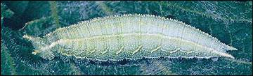 Link to Caterpillars in Your Yard and Garden