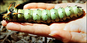 Link to Caterpillars in Your Yard and Garden