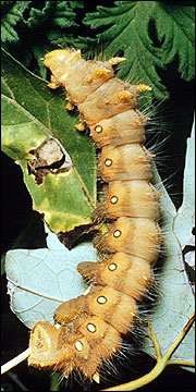 Link to Caterpillars in Your Yard and Garden