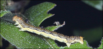 Link to Caterpillars in Your Yard and Garden