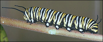 Link to Caterpillars in Your Yard and Garden