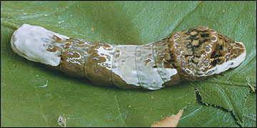 Link to Caterpillars in Your Yard and Garden