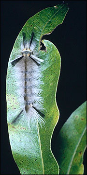 Link to Caterpillars in Your Yard and Garden