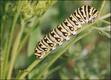 Link to Caterpillars in Your Yard and Garden