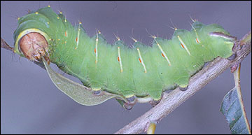 Link to Caterpillars in Your Yard and Garden