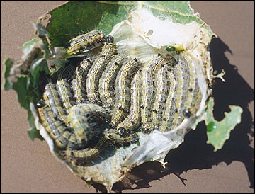 Link to Caterpillars in Your Yard and Garden