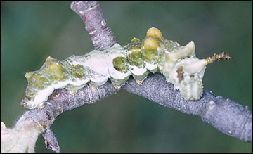 Link to Caterpillars in Your Yard and Garden