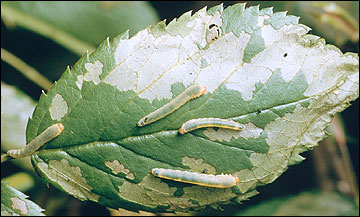 Link to Caterpillars in Your Yard and Garden