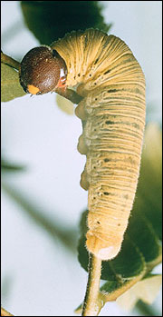 Link to Caterpillars in Your Yard and Garden