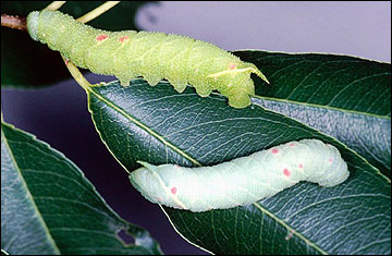 Link to Caterpillars in Your Yard and Garden