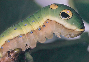 Link to Caterpillars in Your Yard and Garden