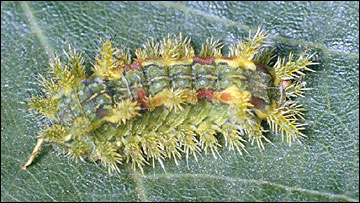 Link to Caterpillars in Your Yard and Garden