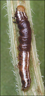 Link to Caterpillars in Your Yard and Garden