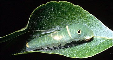 Link to Caterpillars in Your Yard and Garden