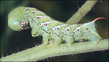 Link to Caterpillars in Your Yard and Garden