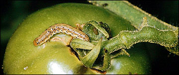 Link to Caterpillars in Your Yard and Garden