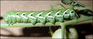 Link to Caterpillars in Your Yard and Garden