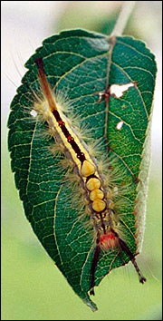 Link to Caterpillars in Your Yard and Garden