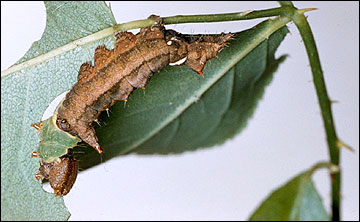 Link to Caterpillars in Your Yard and Garden