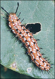 Link to Caterpillars in Your Yard and Garden