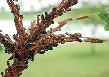 Link to Caterpillars in Your Yard and Garden