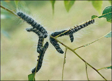 Link to Caterpillars in Your Yard and Garden