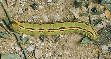 Link to Caterpillars in Your Yard and Garden