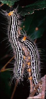 Link to Caterpillars in Your Yard and Garden