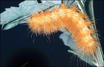 Link to Caterpillars in Your Yard and Garden