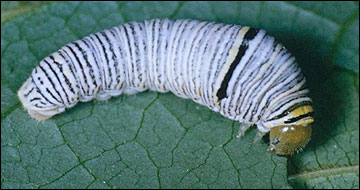 Link to Caterpillars in Your Yard and Garden