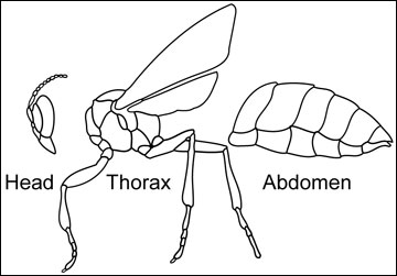 Anatomy