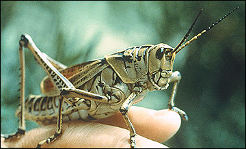 Grasshopper photo by James A. Reinert.