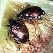 Japanese beetles