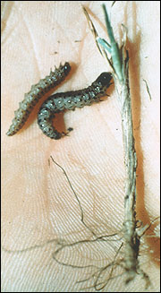 Sod webworms