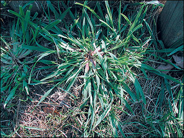 Yellow foxtail has flat stems