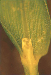 Membranous ligule.