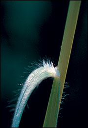 Densely hairy grass plant