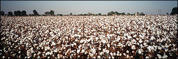 Cotton field