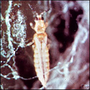 Thrips adult