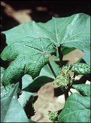 Cotton aphid feeding damage