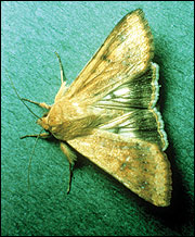 Cotton bollworm moth