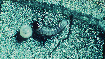 Bollworm larva and egg